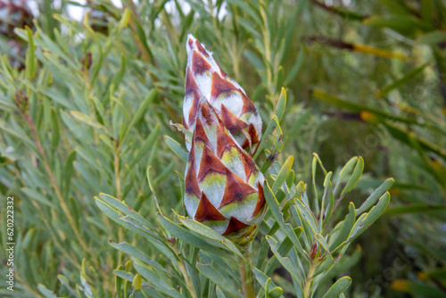 unbloomed proteas photo