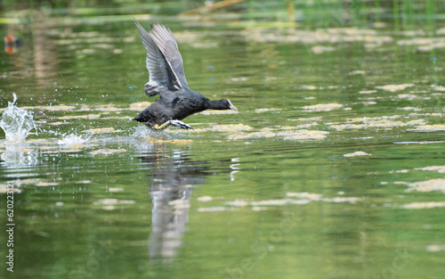 lift-off of a Eurasian coot