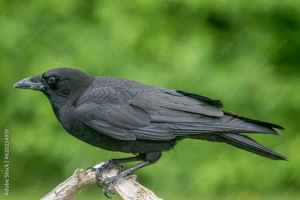 Obraz premium Common Crow perched in Summer