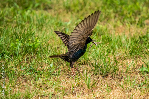 Starling taking off on the ground