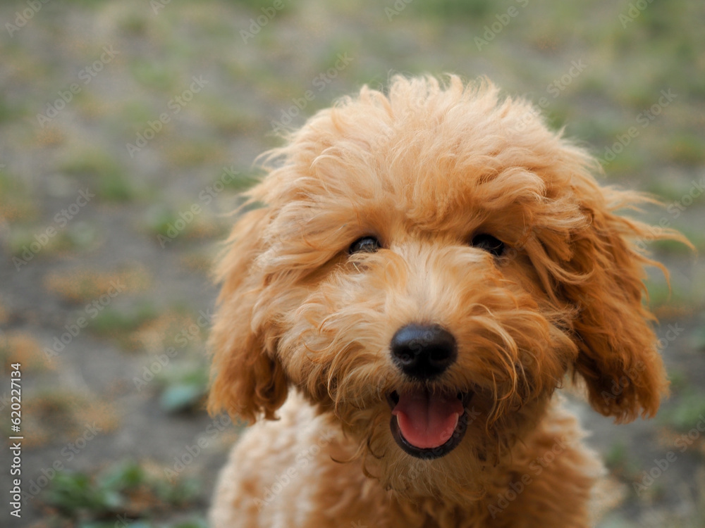 Miniature Poodle honey