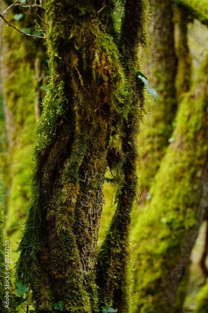 Obraz premium Liana covered with green moss on a tree trunk on the green wooden background