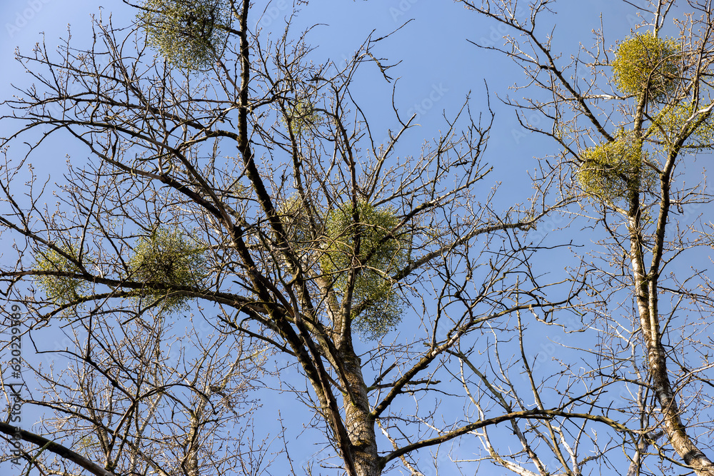 Trees covered with the mistletoe parasite in early spring Trees covered with the mistletoe parasite in early spring