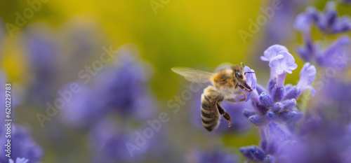 Honey bee (Apis mellifera) collecting pollen at violet flower. Bee pollinates lavender flower on blur background. Wide banner. Super macro. Extreme close-up. Organic BIO farming, back to nature.