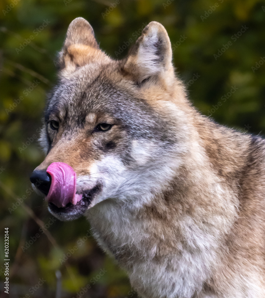 wolf in the forest