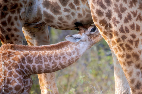 Photography Giraffe calf drinking milk
