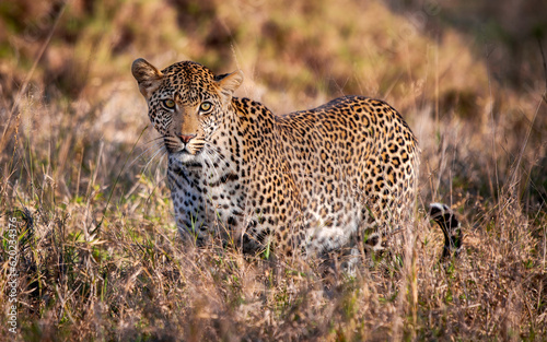 Beautiful leopard in South Africa