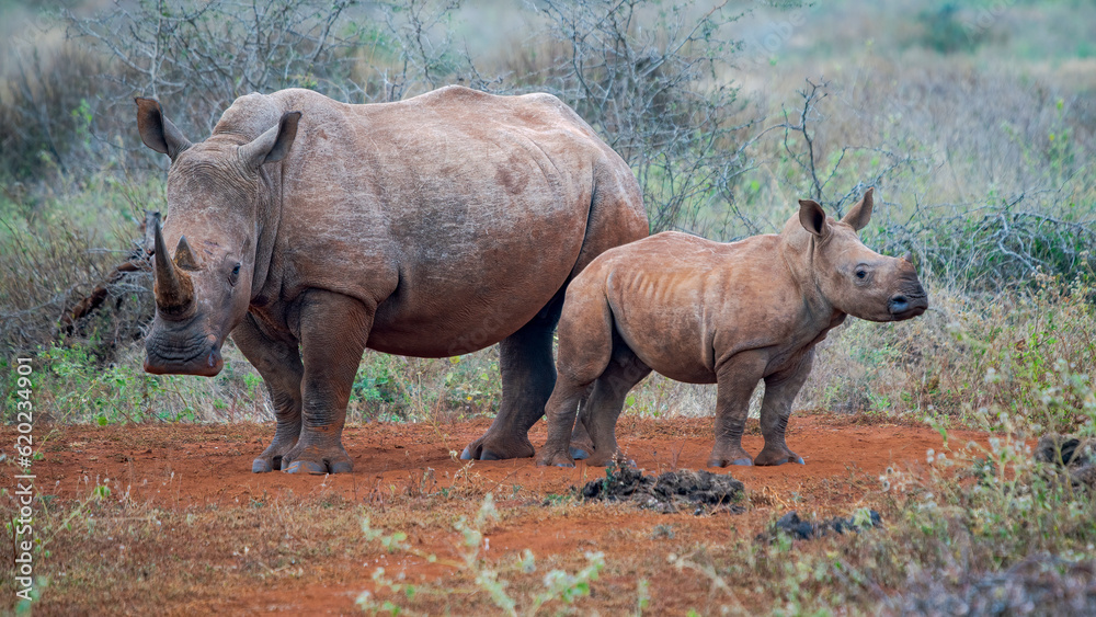 Naklejka premium Rhino with calf