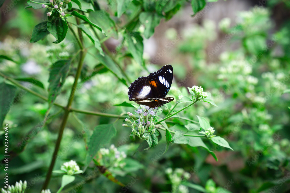 Hypolimnas bolina butterfly is perching on the green grass Hypolimnas bolina butterfly is perching on the green grass