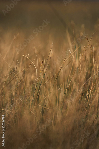 Winter dry grass field background