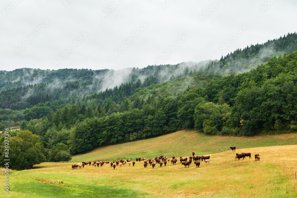 Troupeau de vaches de race salers dans la montagne du Cantal