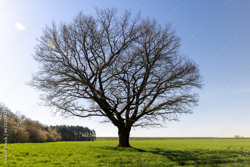 lonely growing oak without foliage in early spring lonely growing oak without foliage in early spring