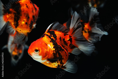 Group of Oranda Goldfish swimming in aquarium