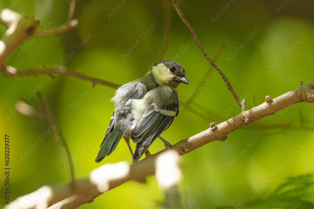 木陰で羽繕いを始めるシジュウカラの幼鳥 木陰で羽繕いを始めるシジュウカラの幼鳥