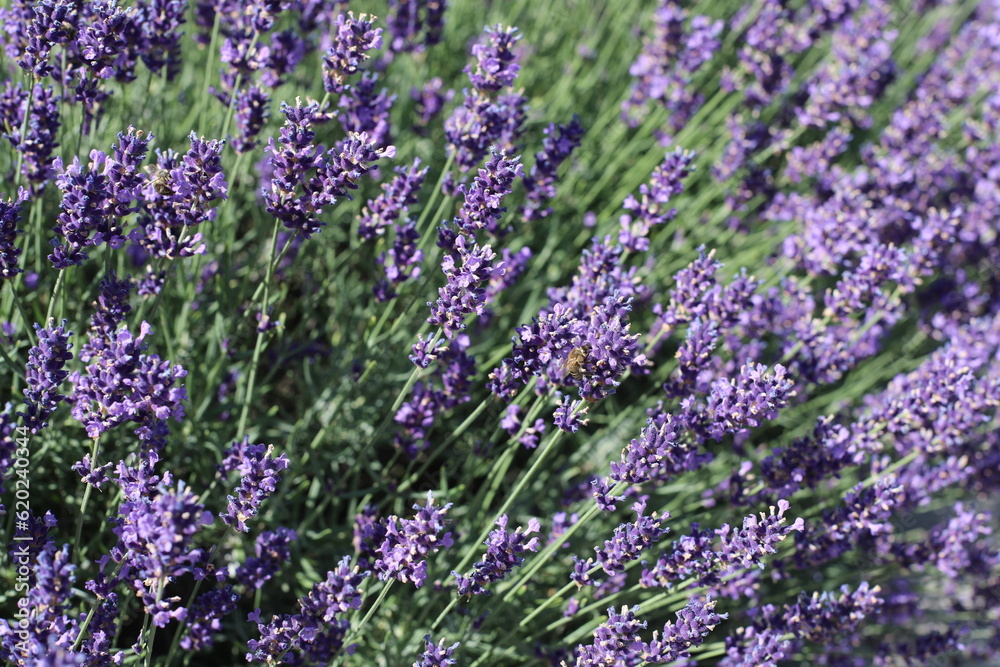 lavender field in region