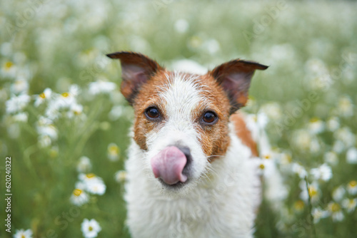 dog in chamomile flowers. Funny jack russell terrier in nature. Walking with a pet in the fields at sun