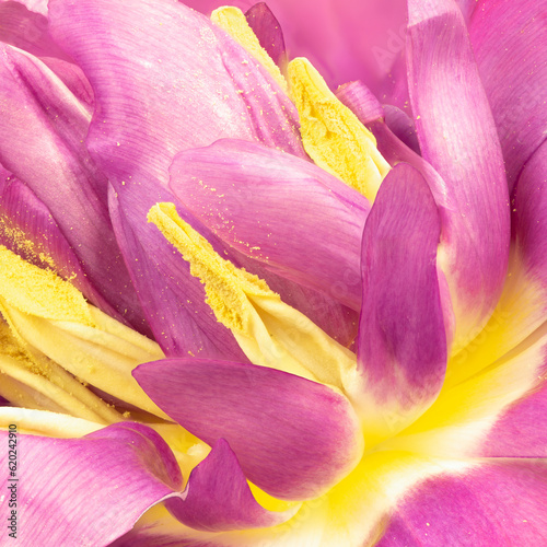 wild tulip, inside flower, many petals, macro, full frame, motion,