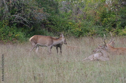 The loves of the deer of Villetta Barrea  AQ 