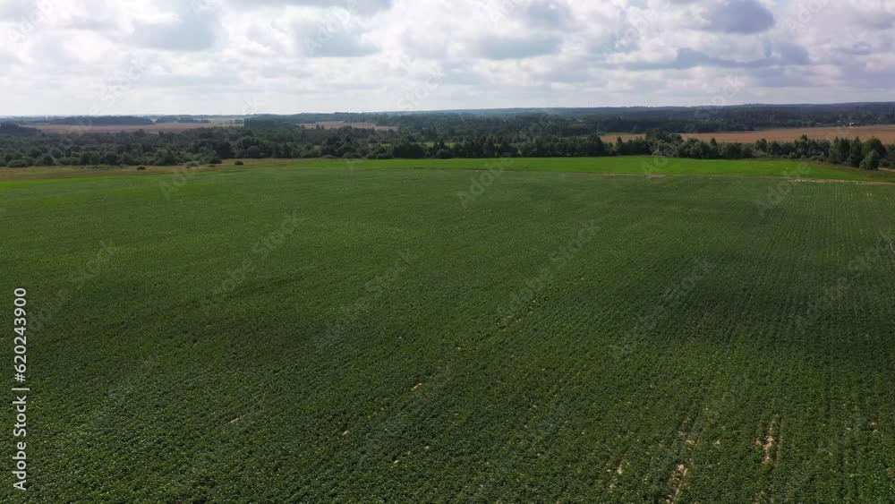 Flying over a green flowering potato fields, white potato flowers, aerial view Flying over a green flowering potato fields, white potato flowers, aerial view
