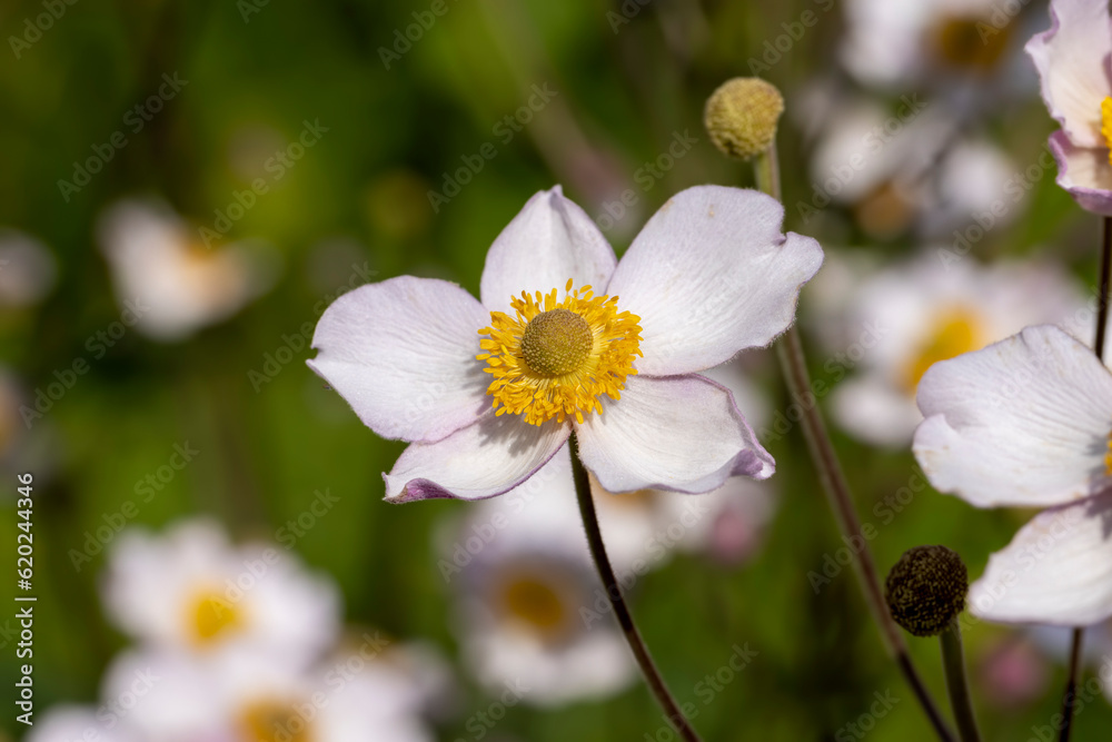 Blooming in late summer or early autumn flowers Blooming in late summer or early autumn flowers