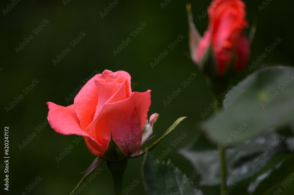 red rosebud with raindrops