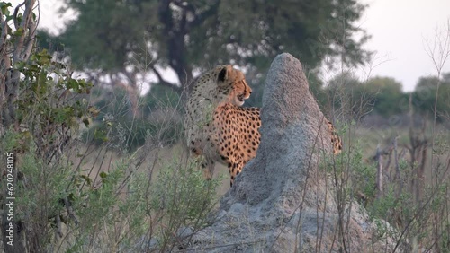 cheetah on termite mound