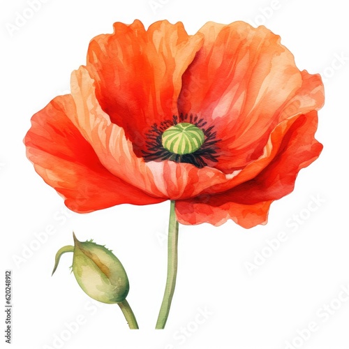 Colorful watercolor poppy flowers illustration on a white background. Generative AI