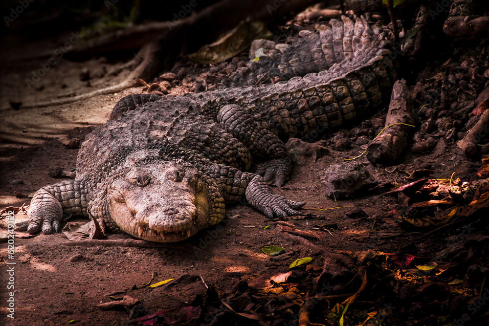 Looking in the eyes of a Crocodile Looking in the eyes of a Crocodile