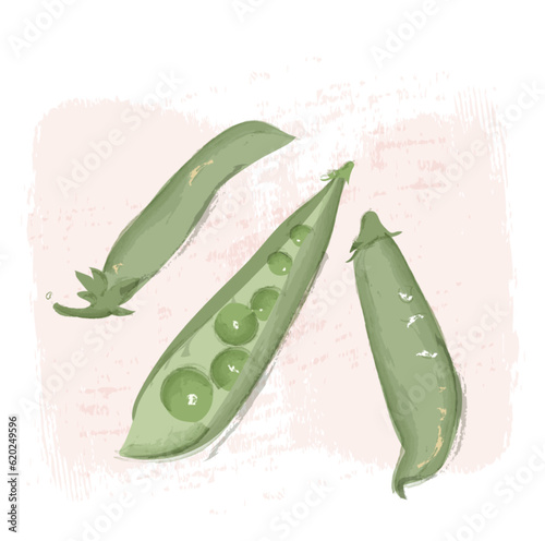 Green peas vector watercolor isolated illustration