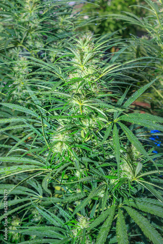 Beautiful female Sativa Cannabis (hemp) plant growing, Cape Town, South Africa