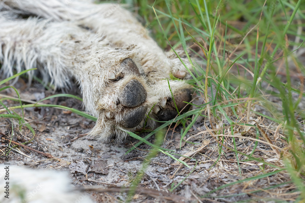 Obraz premium Dogs hind paws.The hind legs of a dog with a white dirty coat.A stray dog resting in the green grass in the park.