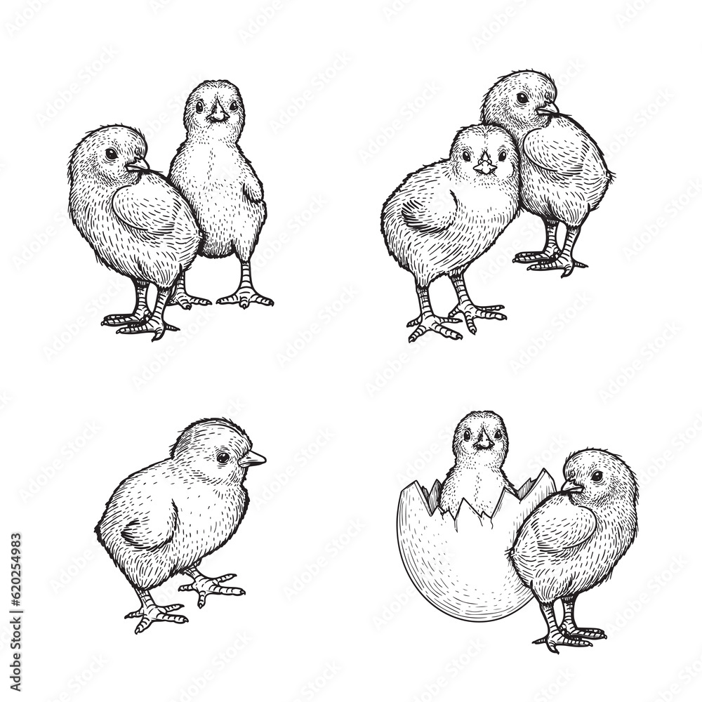 Hand drawn sketch style chicken set. Collection of cute baby chick drawings. Little lovely feathered baby bird in engraved retro style. Vector illustrations.