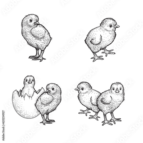 Hand drawn sketch style chicken set. Collection of cute baby chick drawings. Easter baby bird in engraved retro style. Vector illustrations.