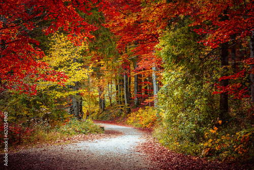 Autumn forest road. © jenyateua