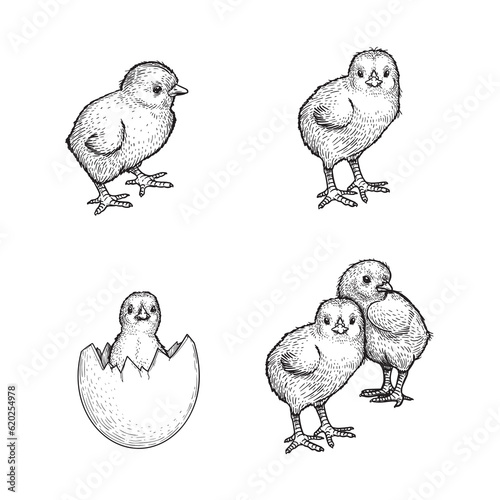 Hand drawn sketch style chicken set. Collection of cute baby chick drawings. Little lovely feathered baby bird in engraved retro style. Vector illustrations.