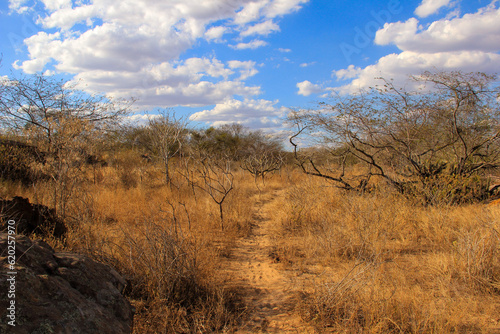 savanna trail wild walk semi-arid dry desert