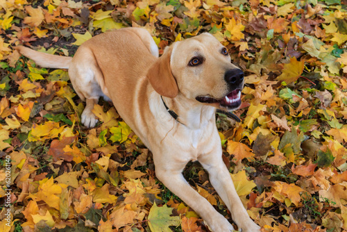 Young labrador retriever dog in the fallen yellow maple leaves in autumn park