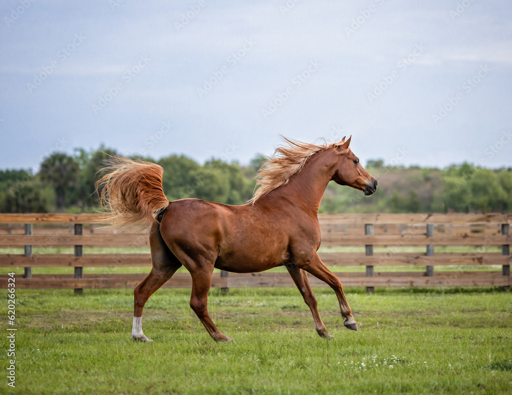 Arabian horse cantering in a fenced pasture. Arabian horse cantering in a fenced pasture.