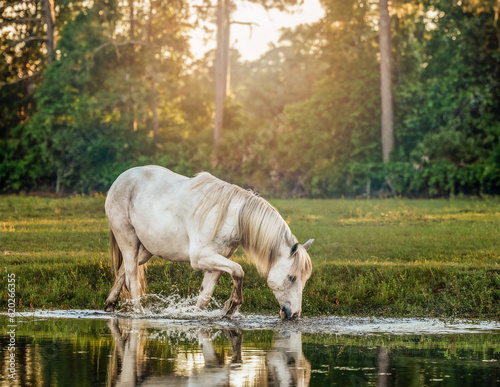 horse splashing in the water