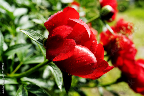 Fototapeta Naklejka Na Ścianę i Meble -  lush red peonies close-up. Spring flowers, peony in the garden. red peonies grow near the garden path