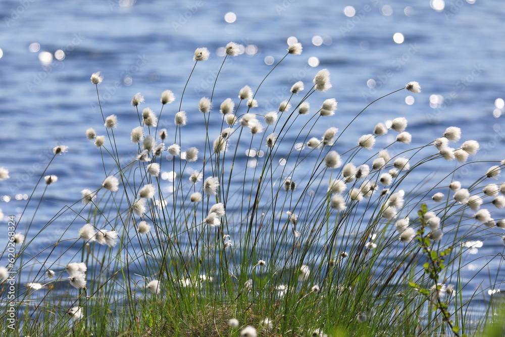 custom made wallpaper toronto digitalEriophorum polystachyon. Cotton grass blooming on the background of waves