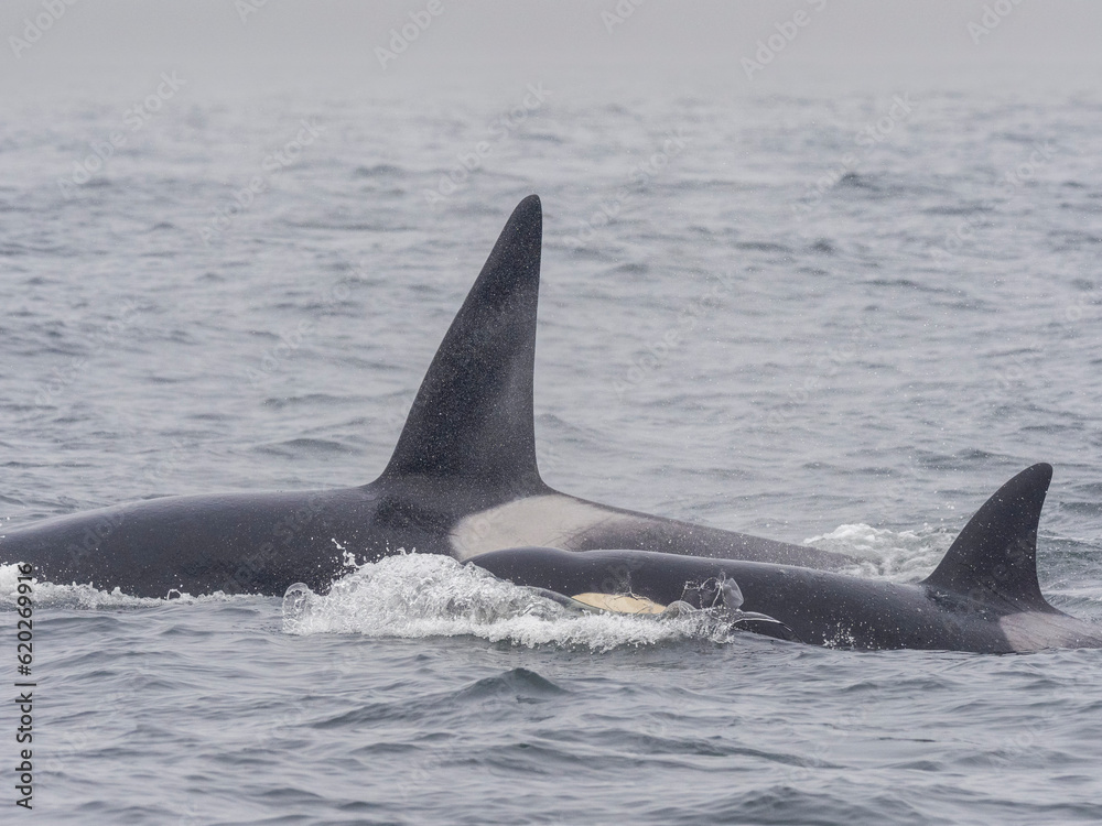 A pod of transient killer whales (Orcinus orca), catching and killing an elephant seal in Monterey Bay Marine Sanctuary A pod of transient killer whales (Orcinus orca), catching and killing an elephant seal in Monterey Bay Marine Sanctuary