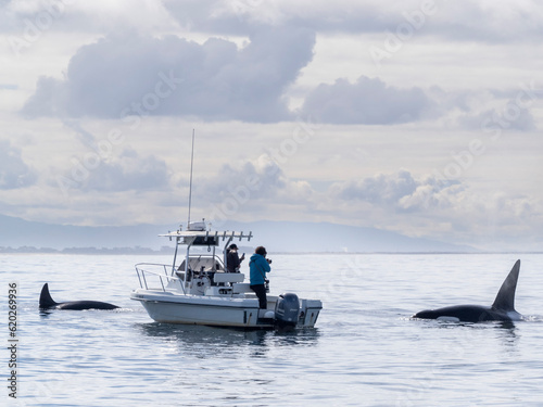 A pod of transient killer whales (Orcinus orca), near a whale watching boat in Monterey Bay Marine Sanctuary