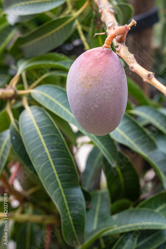 Close up of a mango fruit ripening on tree, an edible fruit produced by the tropical tree Mangifera indica. Believed to be native from southern Asia