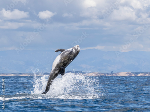 Adult Risso's dolphin (Grampus griseus), leaping into the air in Monterey Bay Marine Sanctuary photo