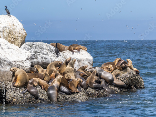 California sea lions (Zalophus californianus), hauled out in Monterey Bay National Marine Sanctuary photo