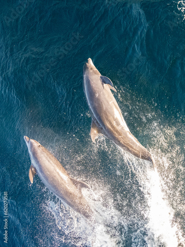 Adult common bottlenose dolphins (Tursiops truncatus), bowriding on the Pacific side of Baja California Sur photo