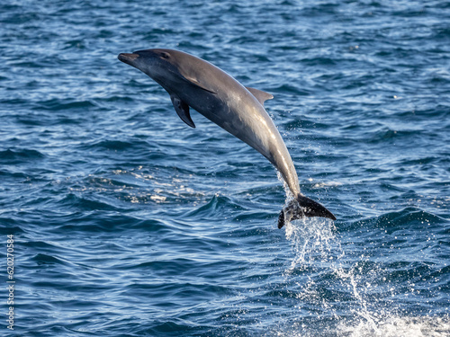 Adult common bottlenose dolphin (Tursiops truncatus), leaping off Isla San Jose, Baja California Sur