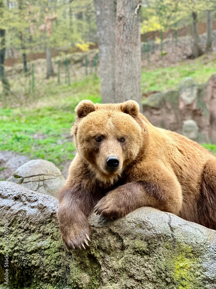 Brown bear in the woods