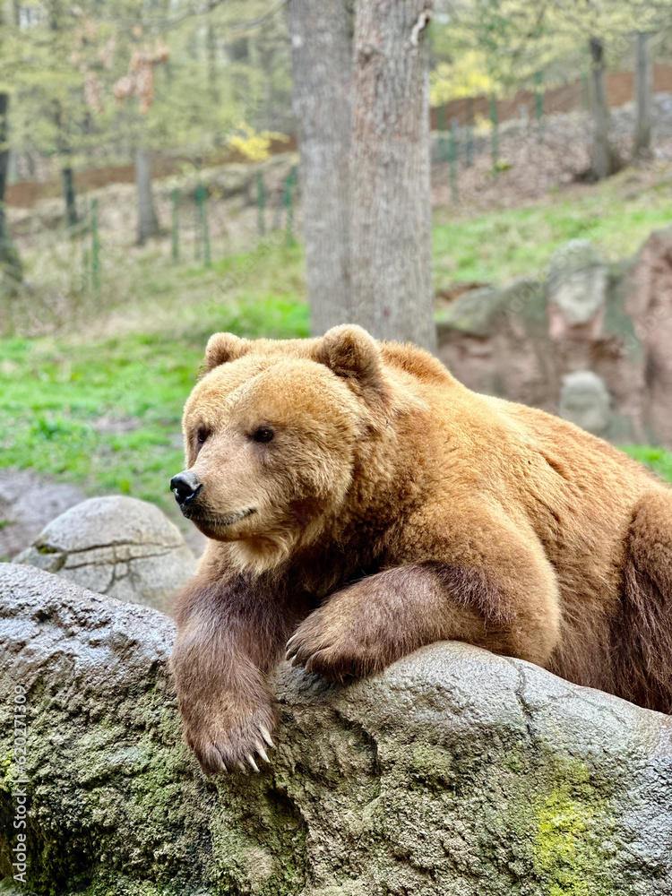 Obraz premium brown bear portrait